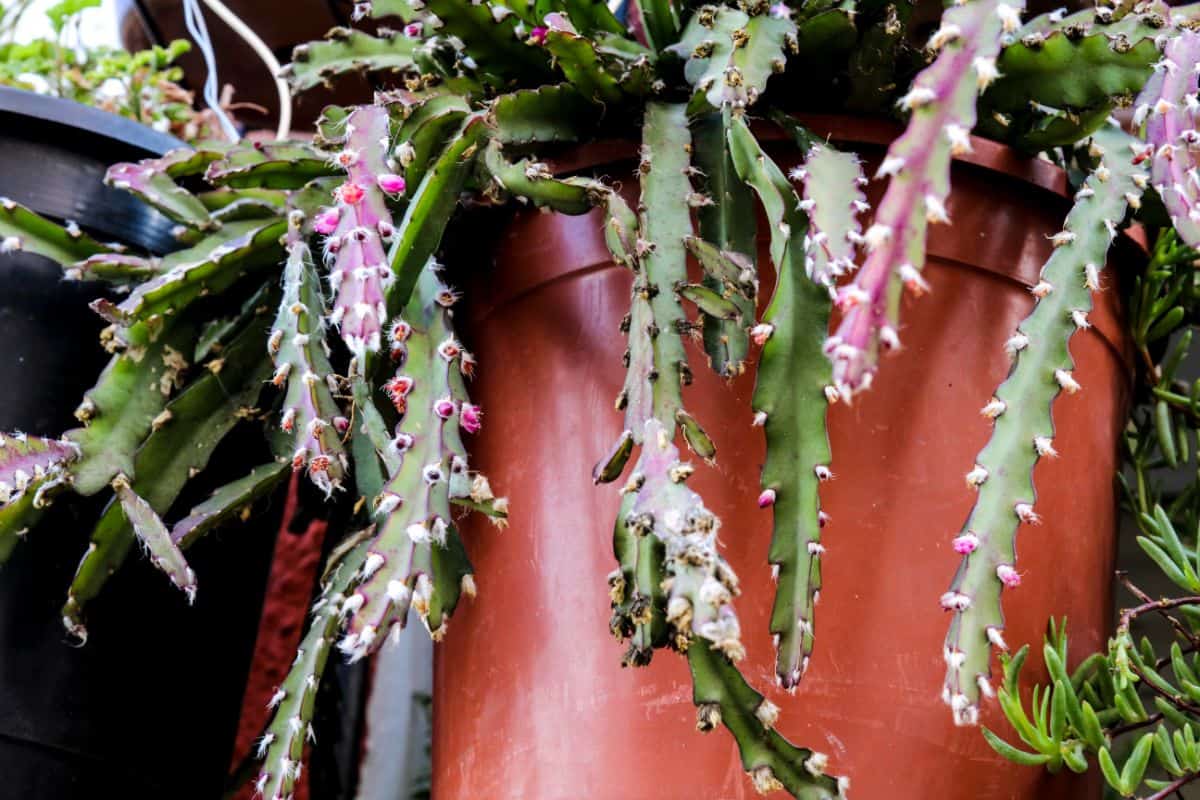 Lepismium Cruciforme in a brown pot.