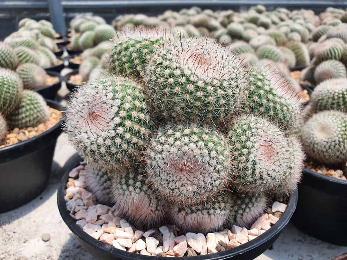 Notocactus in a black pot.