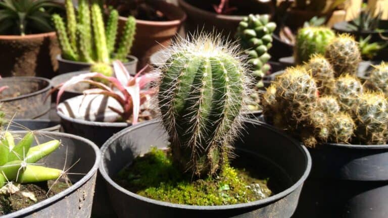 Notocactus