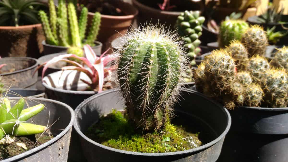 Notocactus in a black pot.