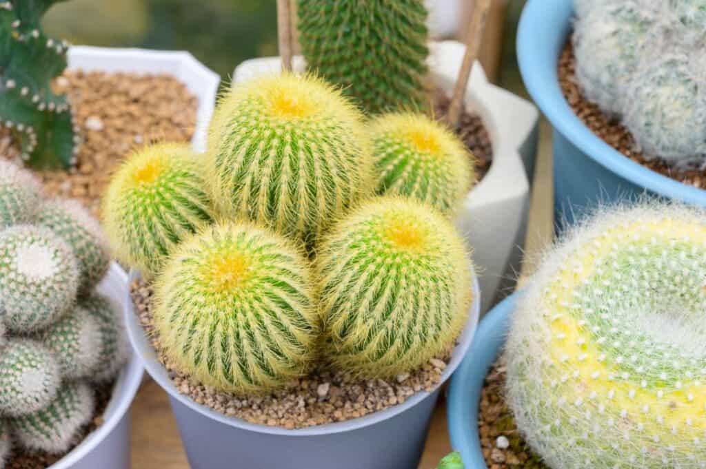 Notocactus