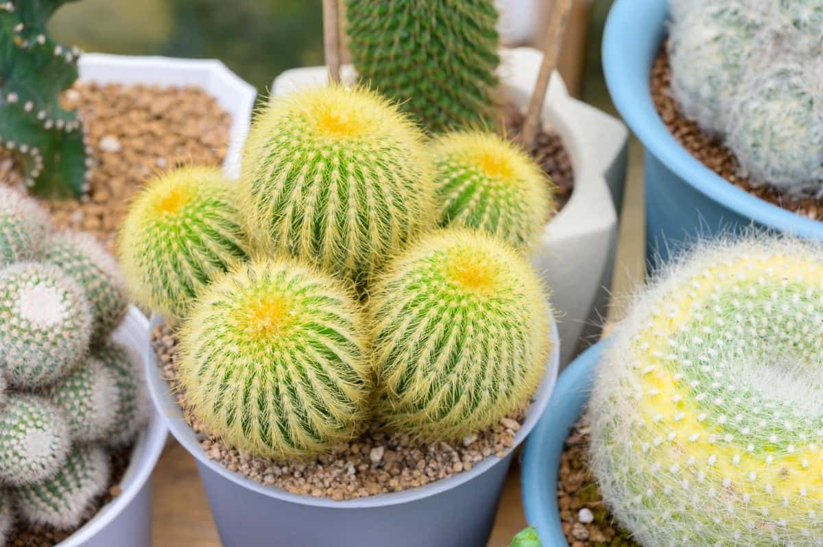 Notocactus in a blue pot.