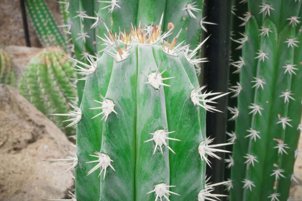 Stenocereus Pruinosus close-up