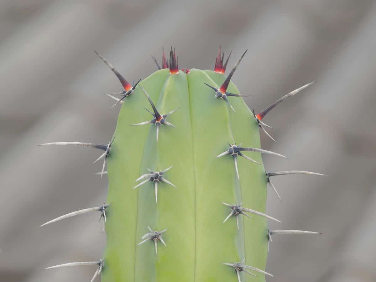 Stenocereus Pruinosus close-up.