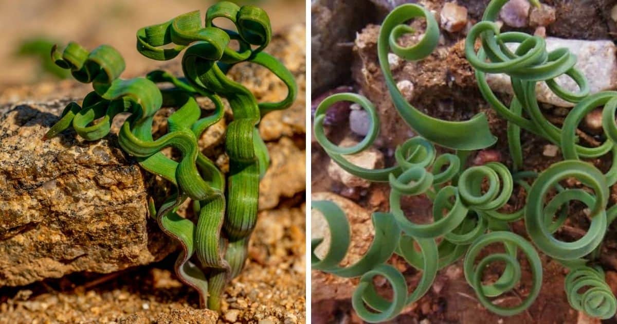 Trachyandra Plant
