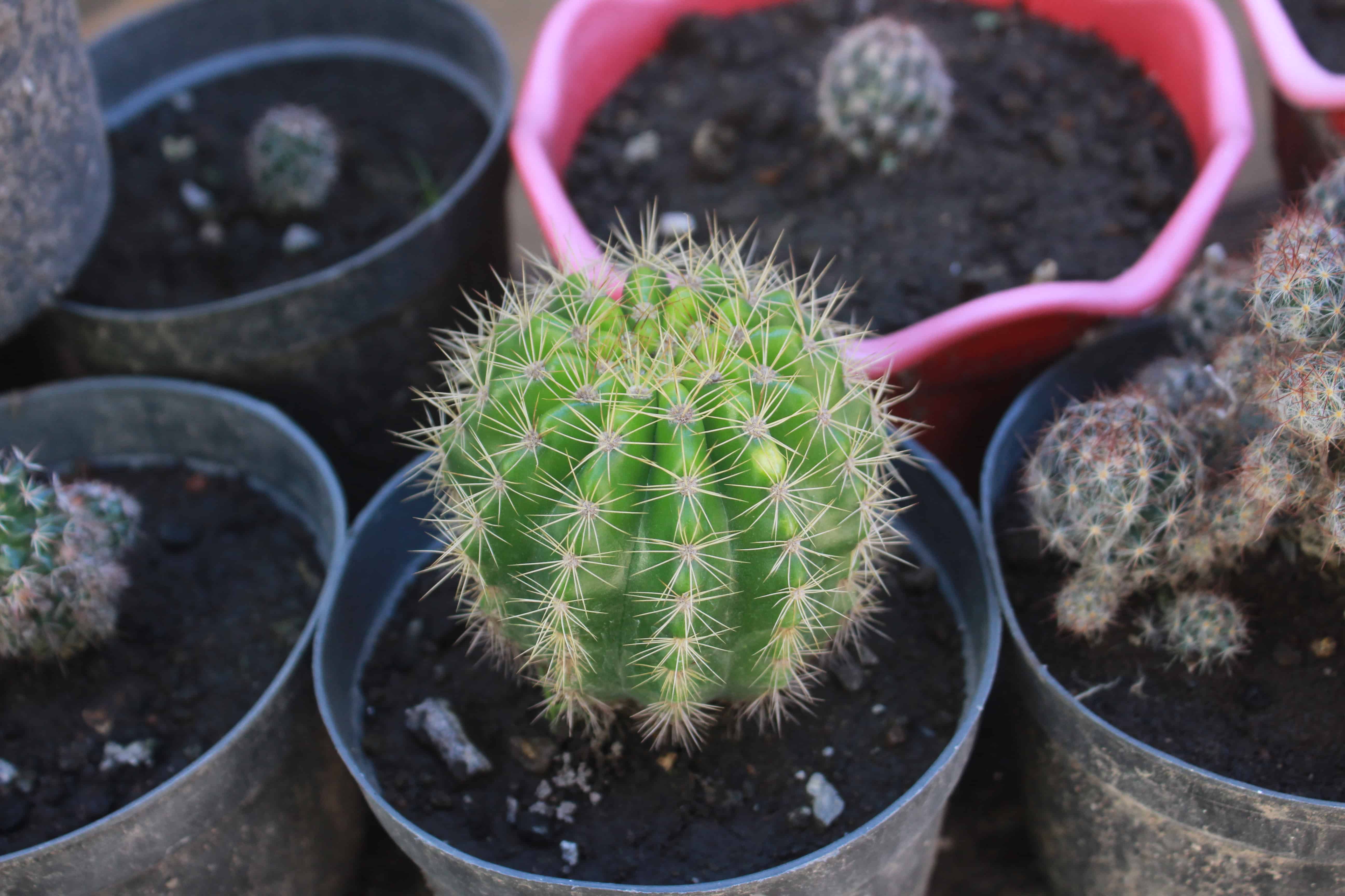 Trichocereus Grandiflorus cactus in a block pot.