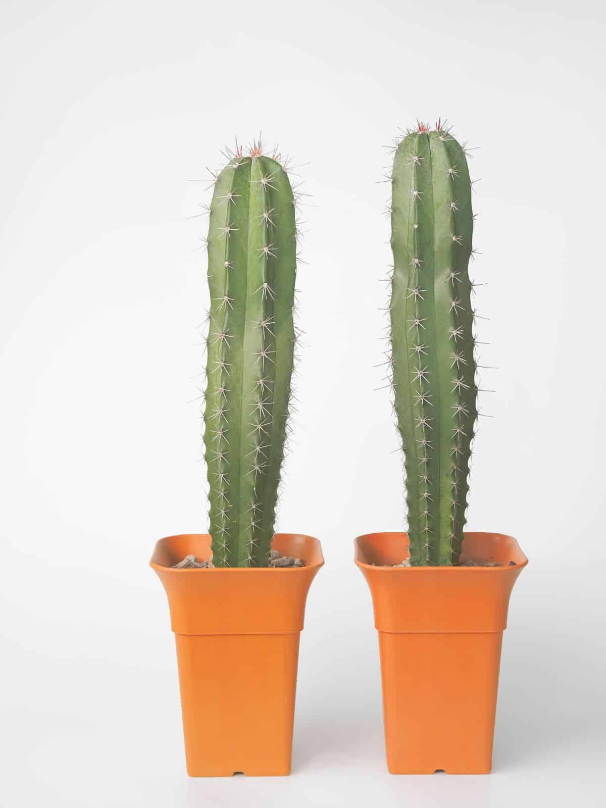 Two Stenocereus Pruinosus in a orange pots.