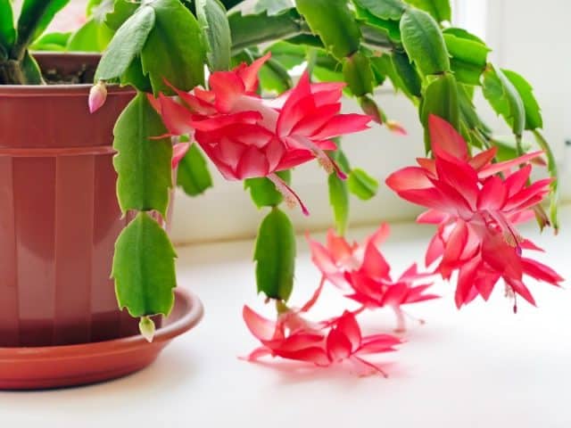 how to get a christmas cactus to bloom
