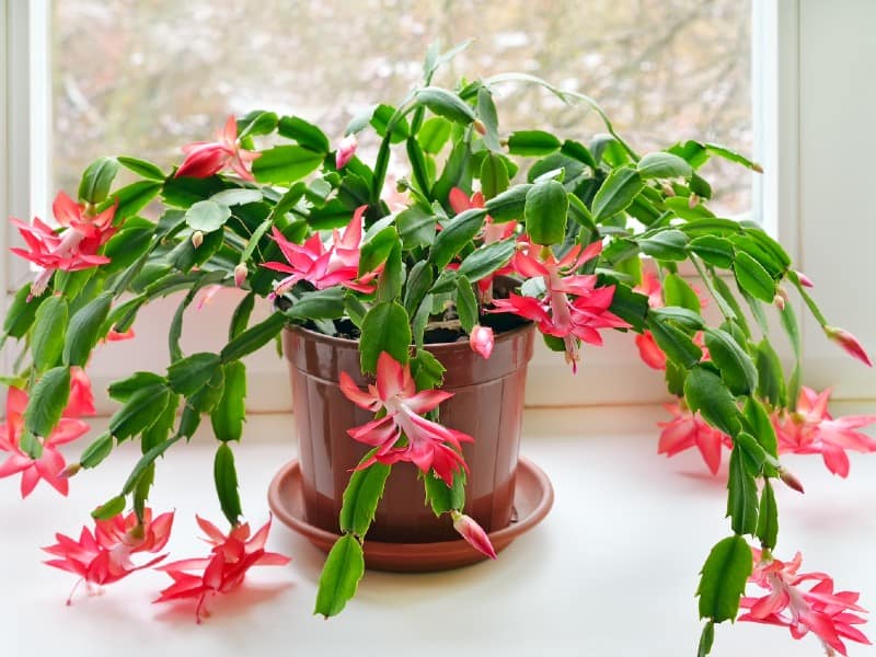 Blooming christmas cactus in a brown pot near the window.