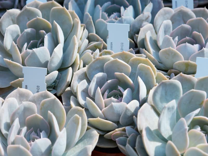 Echeveria Cante succulent.