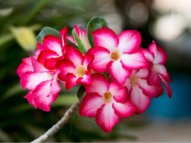 Blooming Desert Rose