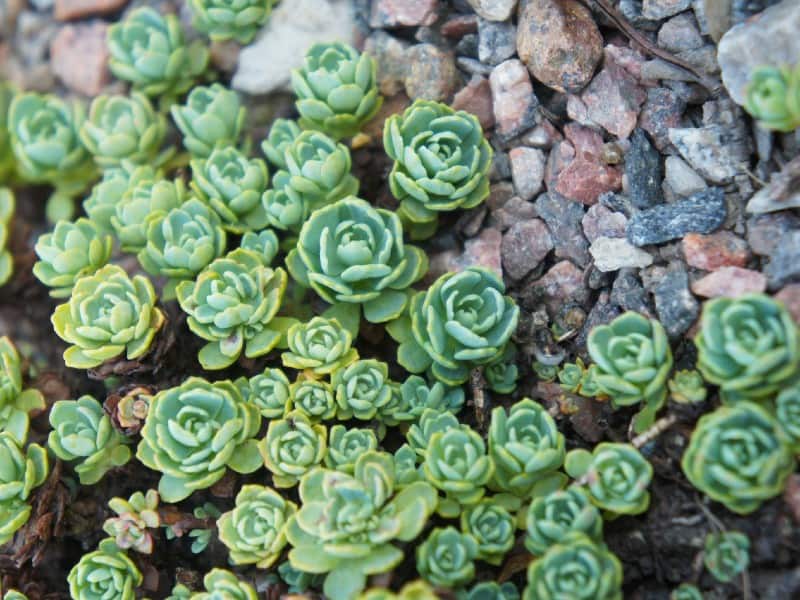 Sedum Pachyclados in a rocky soil.