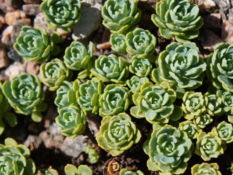 Sedum Pachyclados in rocky soil on a sunny day.