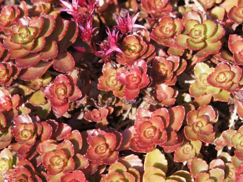 Dragon's Blood Sedum on a sunny day.