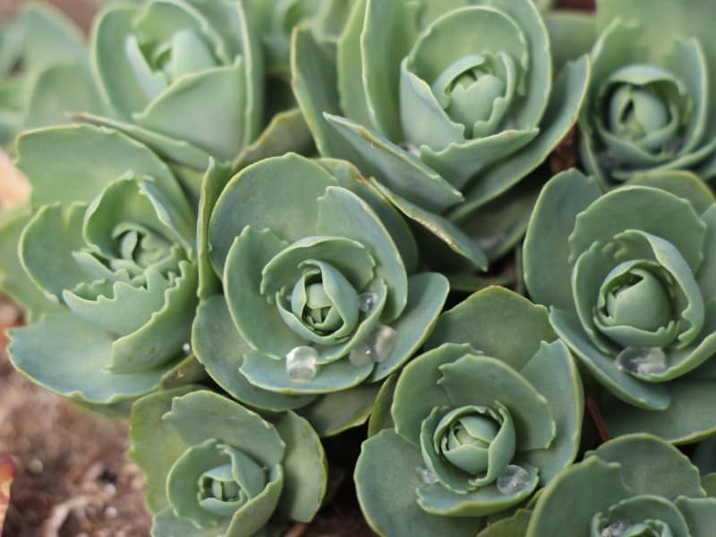 Sedum Pachyclados succulent top view.