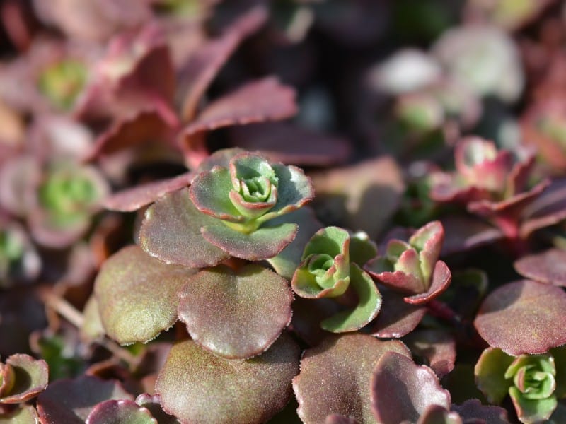 Dragon's Blood Sedum on a sunny day.