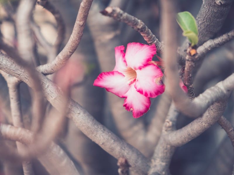 Desert Rose blooming.