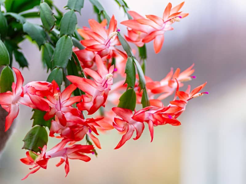 Blooming christmas cactus with reddish flowers.