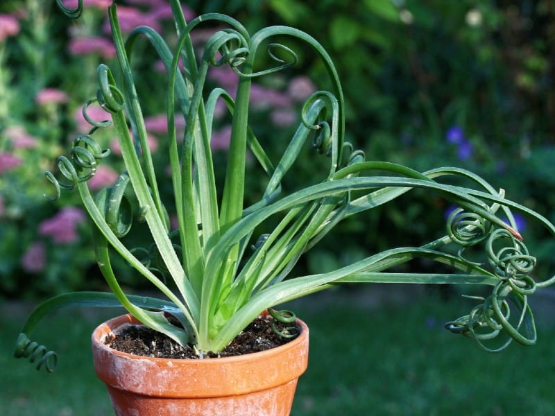 albuca spiralis in a red pot outdoor.