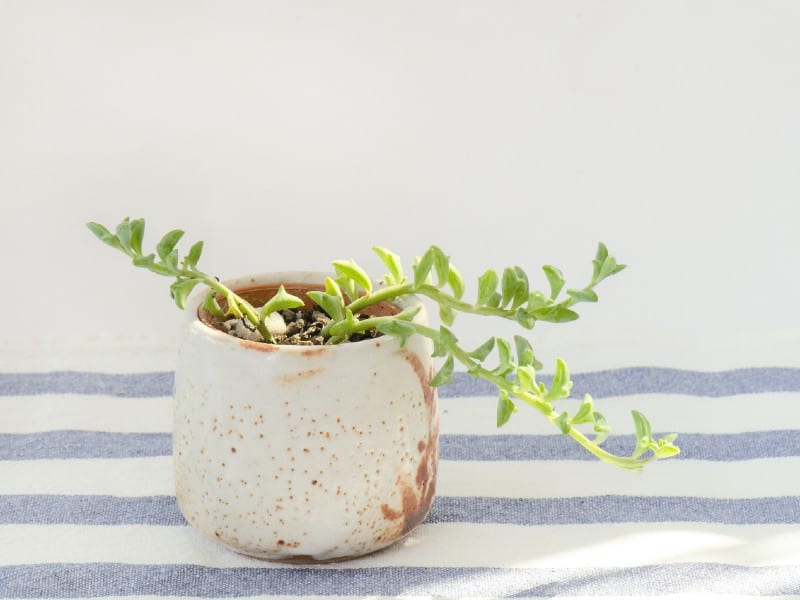 String of Dolphins in a white-brown pot.