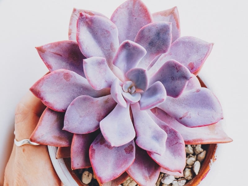 Graptoveria ‘Debbie’ in a white pot held by hand.