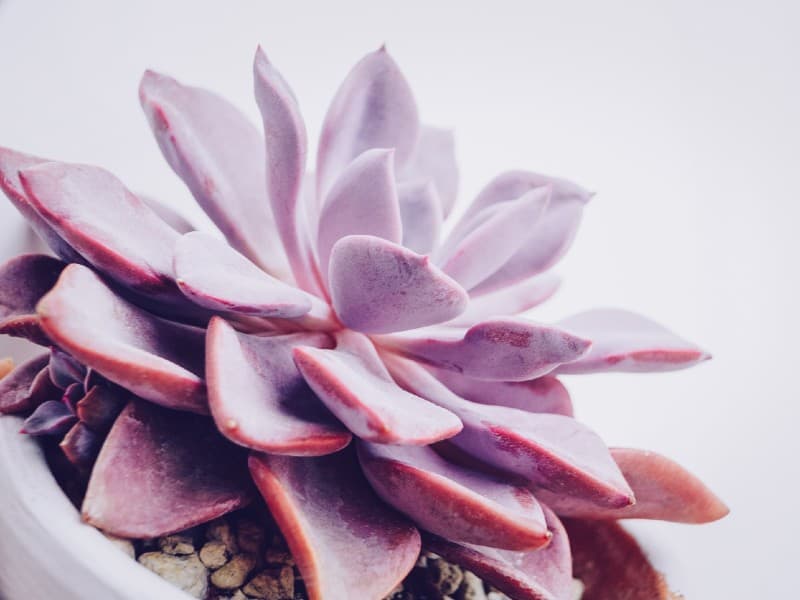 Graptoveria ‘Debbie’ in a white pot.