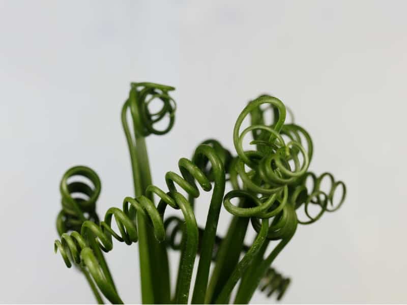 albuca spiralis close-view