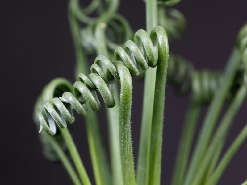 albuca spiralis close-view