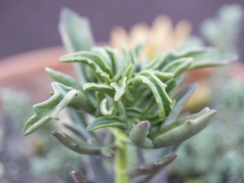 Senecio Kleiniiformis close-up,.