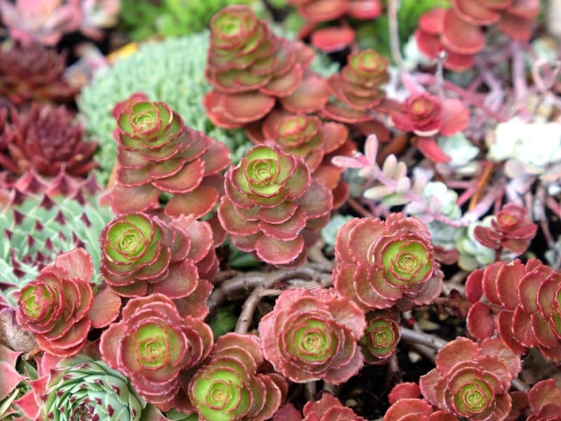 Dragon's Blood Sedum