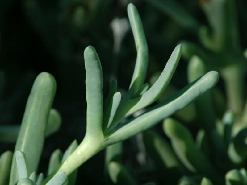 Senecio Vitalis close-up.