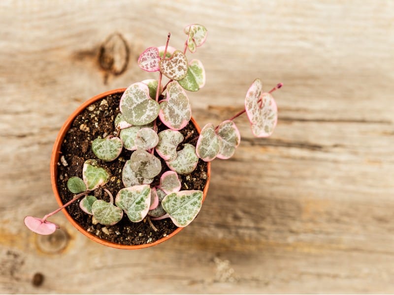 Variegated String of Hearts in a red pot.