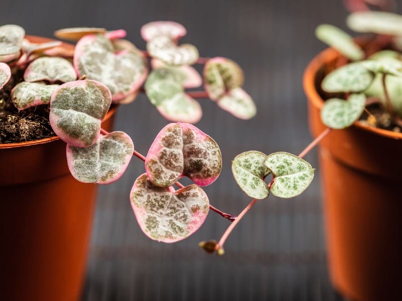Variegated String of Hearts in red pots.