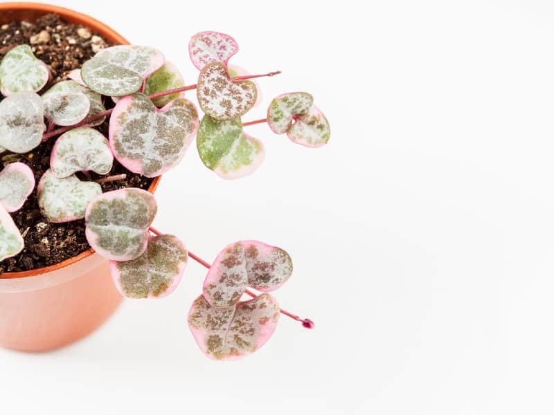 Variegated String of Hearts in a brown pot.