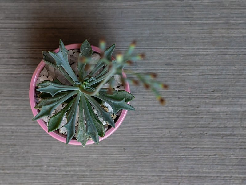 Senecio Kleiniiformis in a pink pot.
