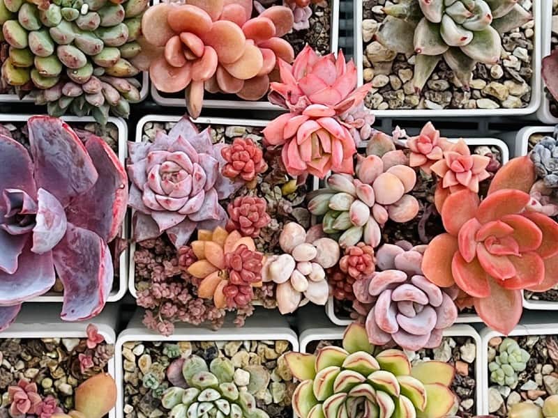 Echeveria Cante in  white pots.