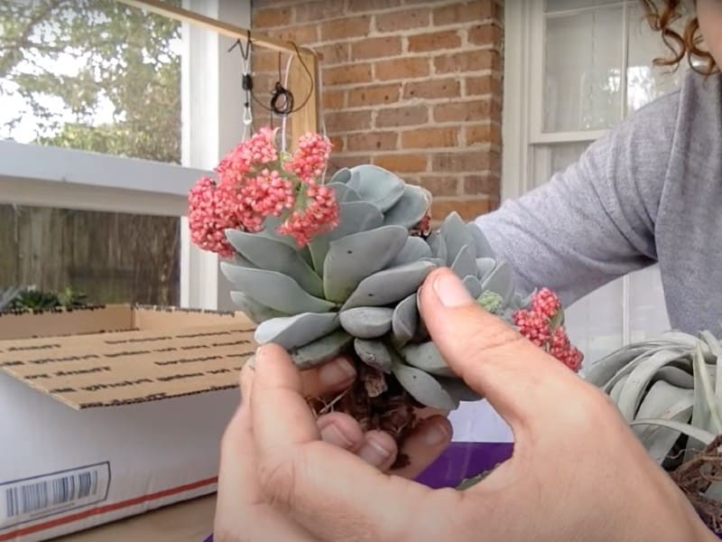 Hand holding a Crassula Morgan's Beauty