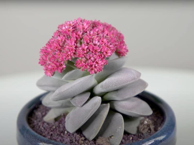 Blooming Crassula Morgan's Beauty in a blue pot.