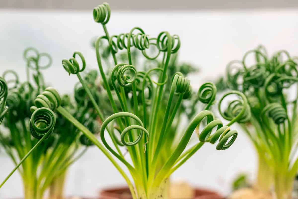 Albuca spiralis a succulent close-up.