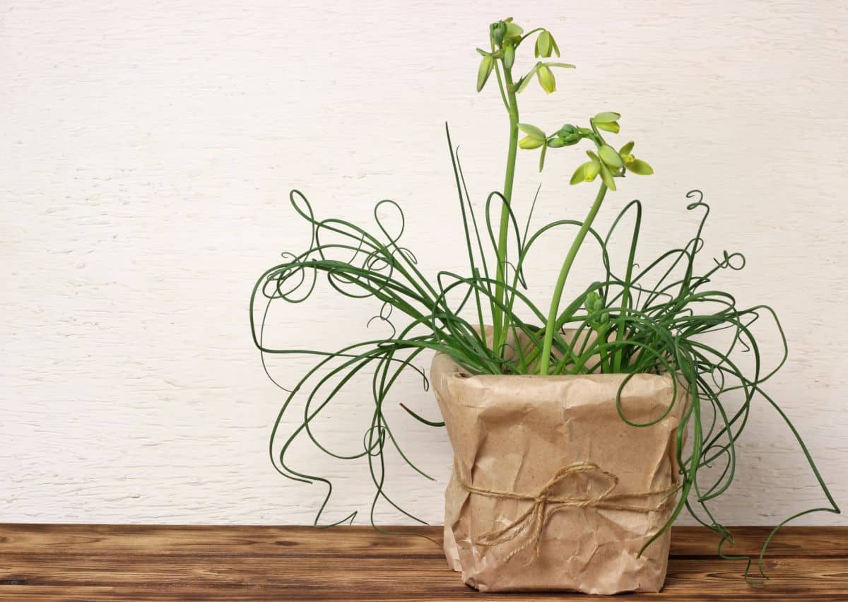 Albuca spiralis in a pot on a brown floor.