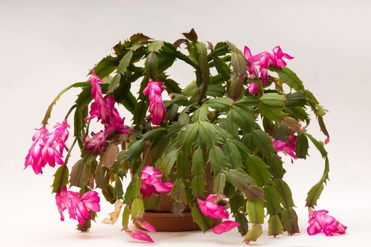 Blooming christmas cactus in a pot  with pink flowers.