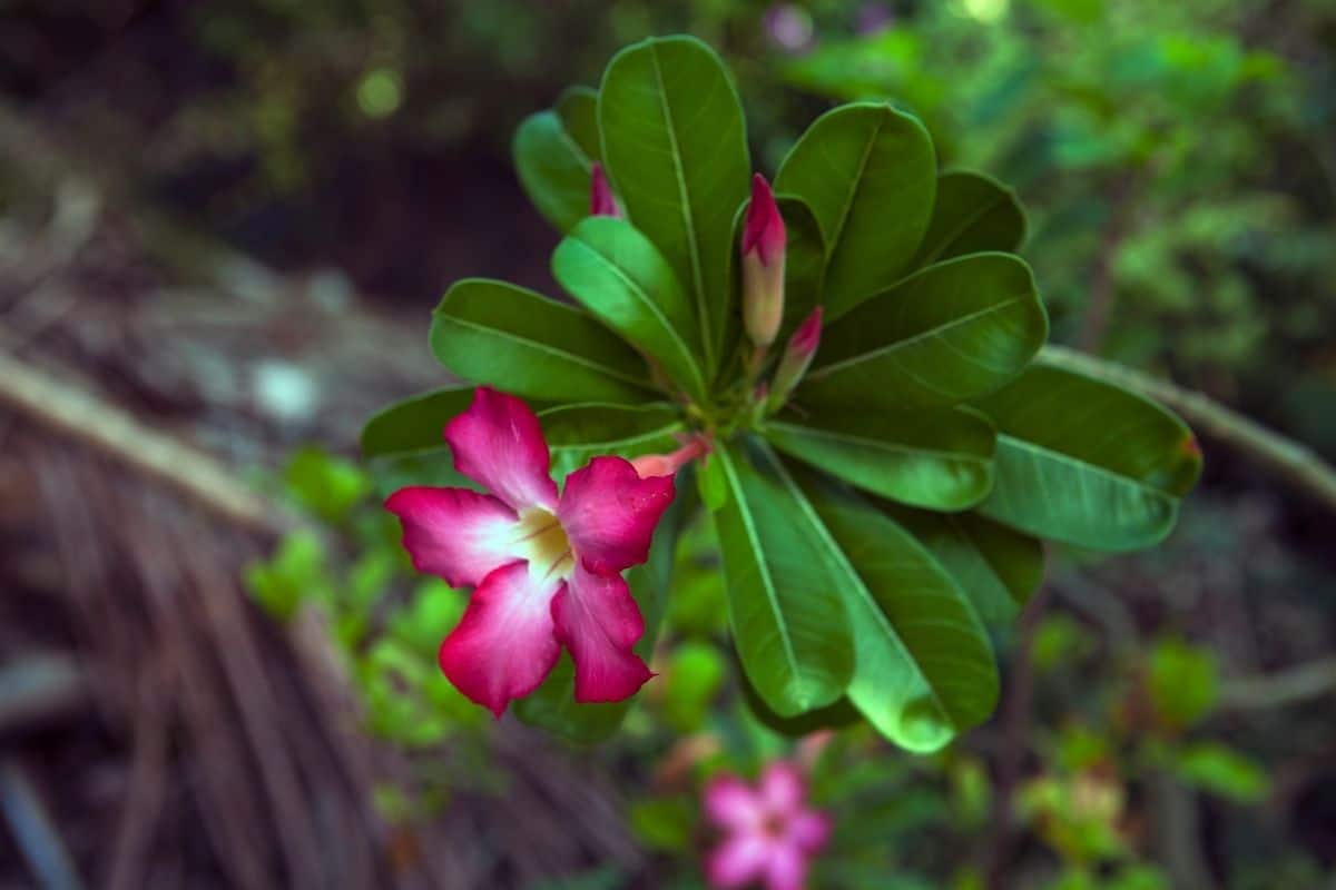 Blooming desert rose flower.