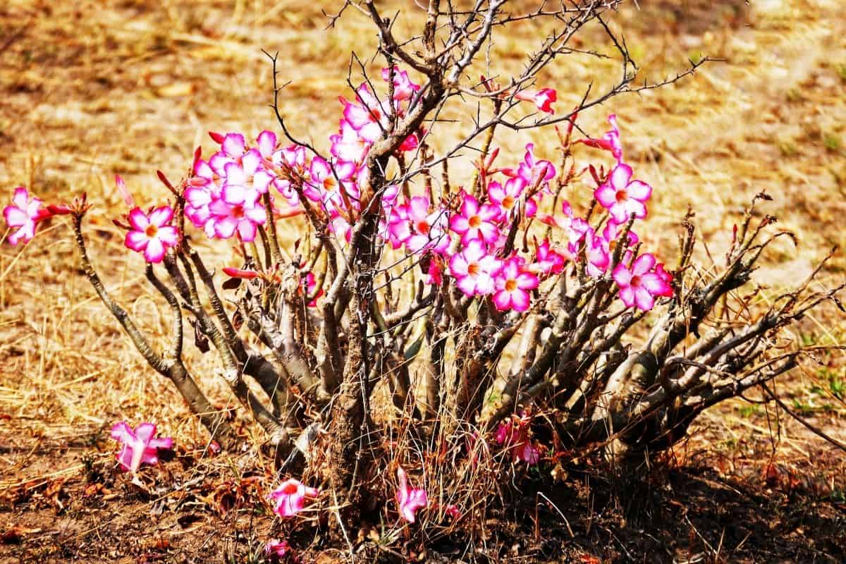 Desert rose plant on a sunny day.