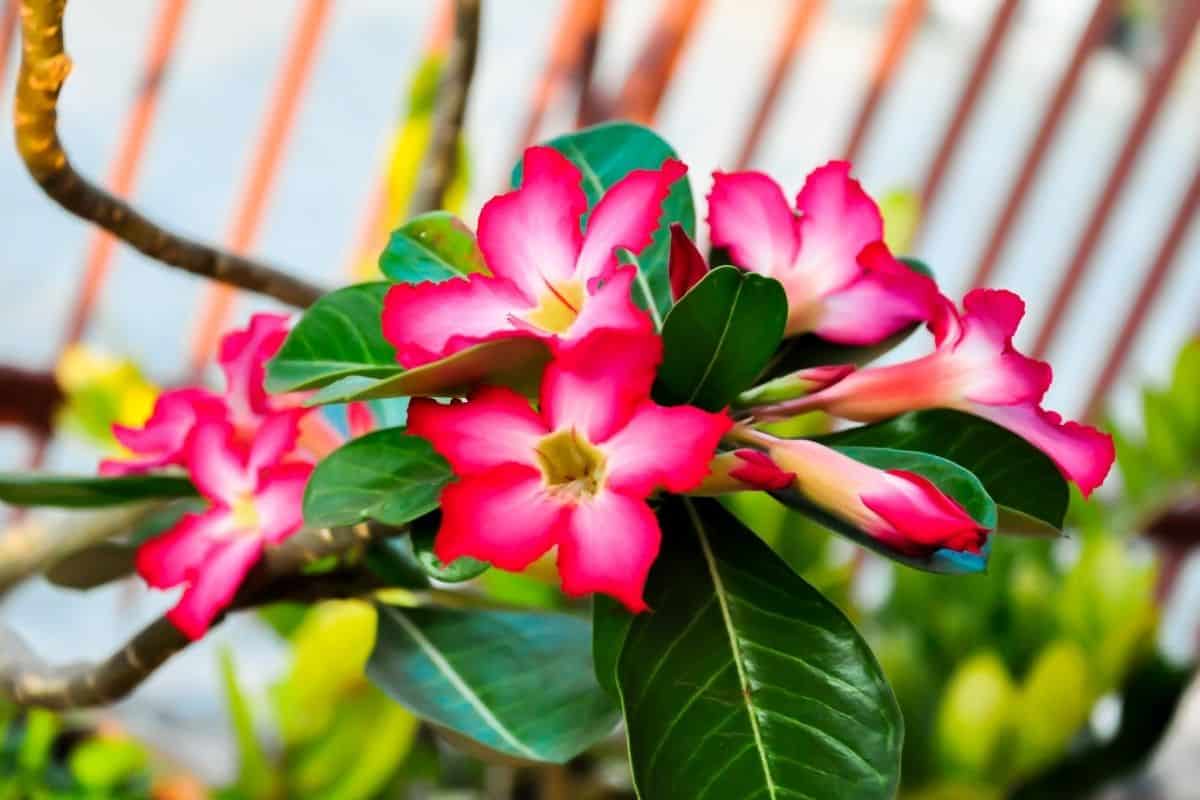 Blooming desert rose flowers.