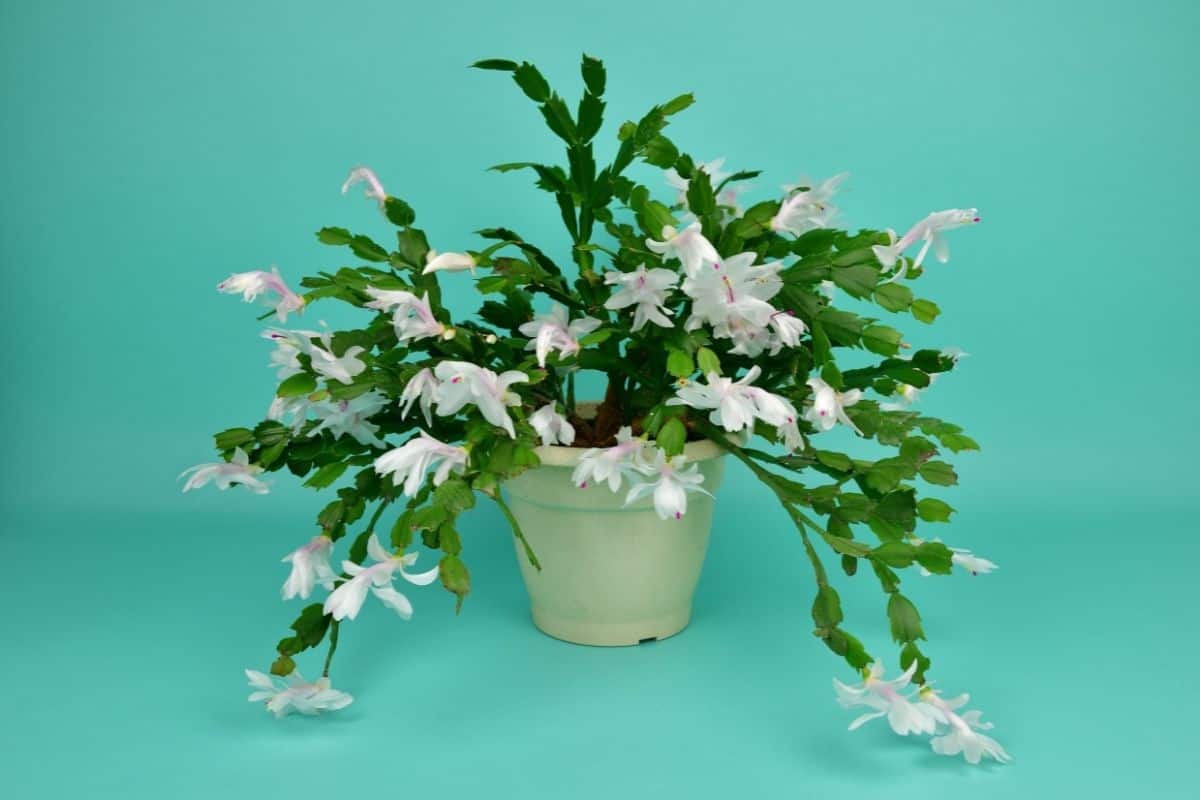 Blooming chritsmas cactus with a white flwoers on a blue background.