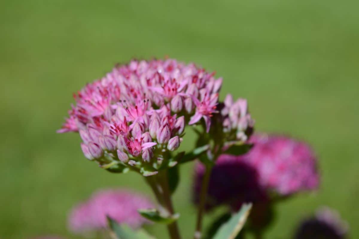 Crassula morgan beauty pink flower.
