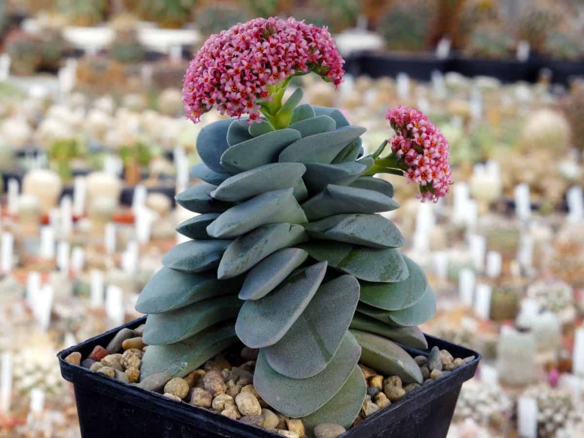 Crassula morgan beauty in a pot.