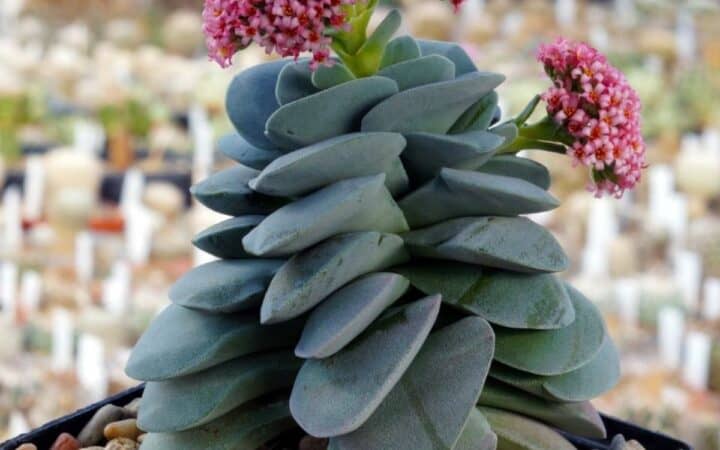 Crassula morgan beauty in a pot.