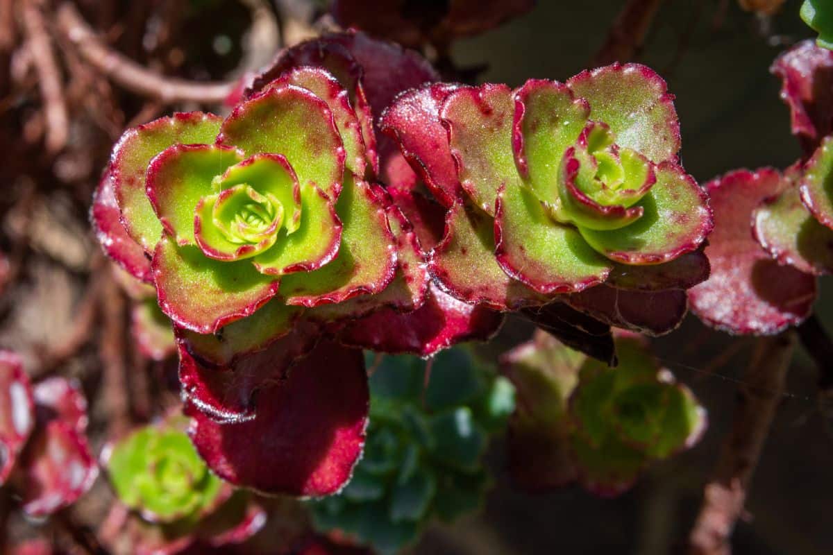 Dragon blood sedum close-up.