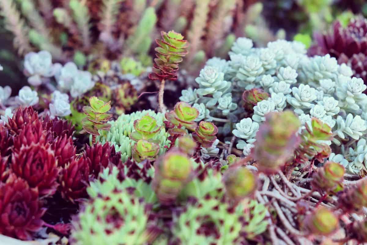 Dragon blood sedum outdoor garden.